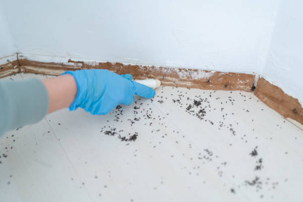 Wasp Removal Services in Brookston, IN